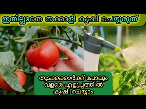 വിത്ത് മുതൽ വിളവുവരെ തക്കാളി കൃഷി | Organic Method | Tomato Farming Malayalam | tips malayalam
