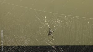 the spider sits in its web and catches flies and other insects