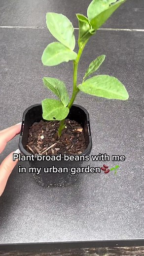 Planting Broad Beans: A Beginner's Guide