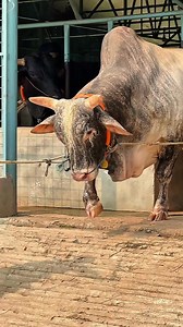 Magnificent Tiger Bull Comes Out from The Barn #bull #tiger #Magnificent #animals #farming | Biggest Cow in Bangladesh