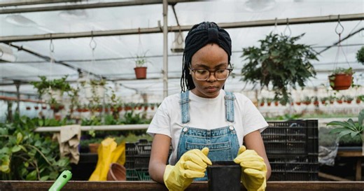 Vous souhaitez faire des boutures de laurier-rose ? On sait enfin quand le faire pour les meilleurs résultats !