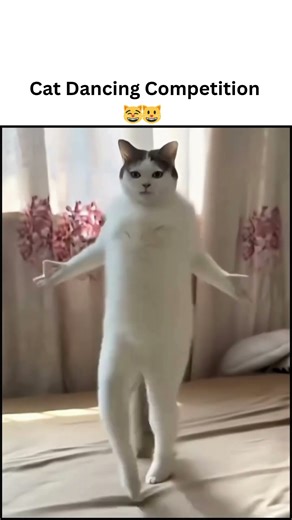 Cat Dancing Competition 🐱💃