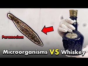 Can Whiskey Kill Microorganisms?We Tried It Ourselves
