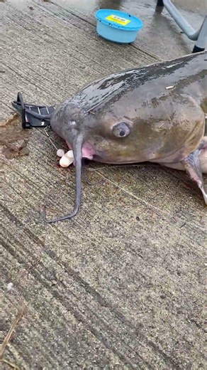 Big Channel Cat on a Handle Your Business Rig!
