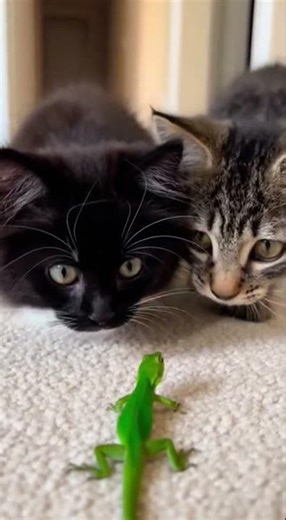 When Two Kittens Faced a Lizard… wait 🦎🐾 Their Curiosity Took Over