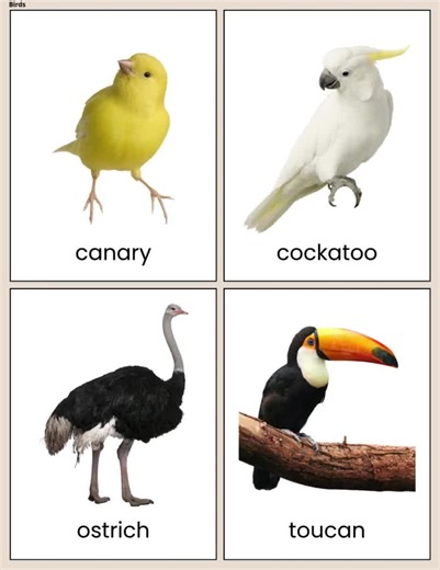 First 100 Animal Flashcards: Montessori, Zoo Animal Flashcards, Pet Farm Animal, Jungle Animals, Sea Creatures, Bugs Insects, Toddler - Etsy UK