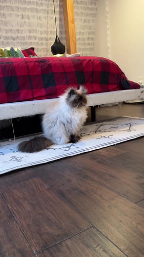 Wilford Brimley Talks Diabetes: Hilarious Cat Moments