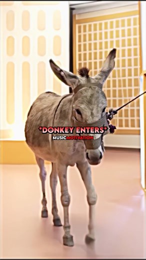 Donkey Milk to Business | Shark Tank India