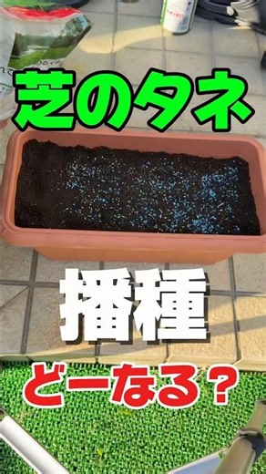 Planting grass seeds