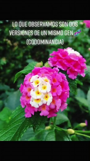 Codominancia en genética: Un análisis de Mendel