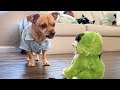 This dog has more drama than a soap opera | Funny Dog Reaction