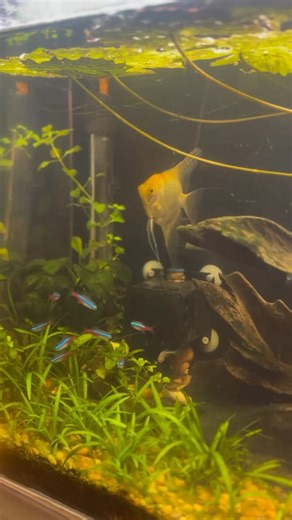 Aquatic Circle on Instagram: "Thriving ecosystems are what we’re about, using natural plant-based filtration instead of chemicals. Learn more at the link in our bio! #aquaticcircle #aquarium #aquarium #aquaponics"