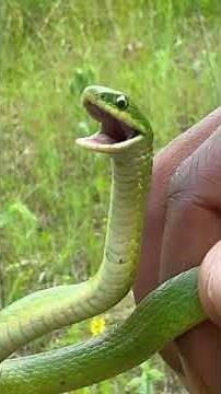 Catching Stunning Snakes