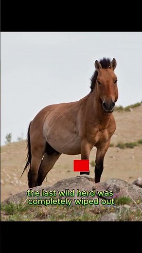 The Last Wild Horse: Equus ferus ferus – The Footsteps of Extinction! #extinctanimals