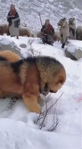 Tibetan Mastiff: Guardian of the Himalayas