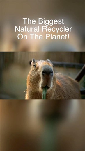 Capybara: Nature's Biggest (and Strangest!) Natural Recycler!
