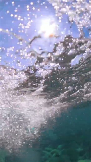 Learning How to Fly Underwater! #nature #wildlife #bravewilderness | Brave Wilderness