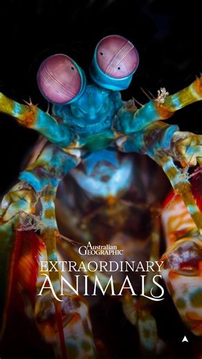 The peacock mantis shrimp is one fiery creature 👀 👊 It has unmatched eyesight with the ability to detect colours beyond human comprehension, and a knockout punch clocking in at 80km/h. 📺 Australian Geographic Extraordinary Animals. Streaming for free on SBS On Demand . #ausgeo #peacockmantisshrimp #documentary #australia | Australian Geographic