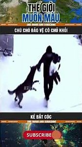 CHÚ CHÓ BẢO VỆ CÔ CHỦ KHỎI KẺ BẮT CÓC