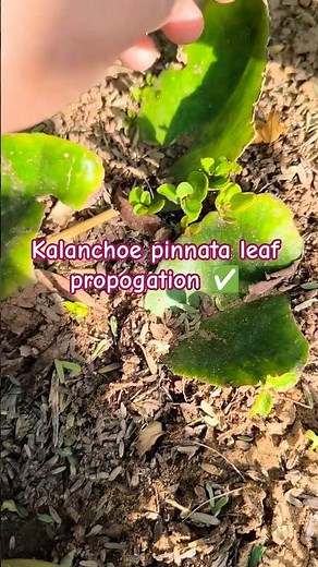 Kalanchoe pinnata Leaf Propagation☘️