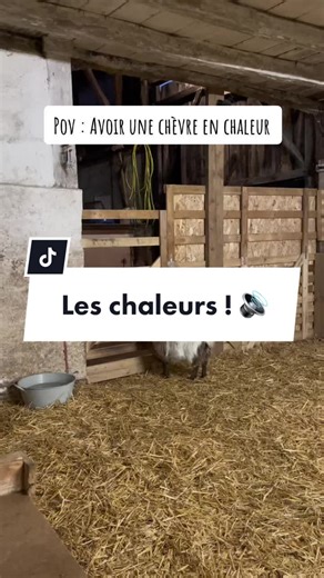 Les chaleurs chez les chèvres : un détail crucial à connaître avant l'adoption