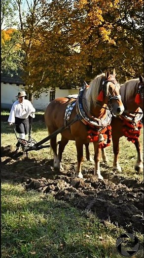 Plowing with a team of two horses, the farmer plows the gardens with the help of horse power