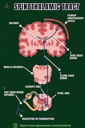 Understanding the Spinothalamic Tract: Your Body’s Pain and Temperature Highway