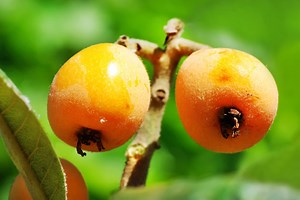 Nespole ricette salate: una lista sorprendente