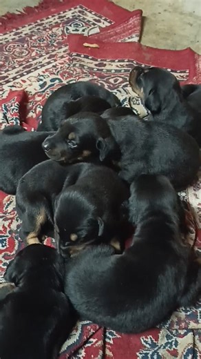 Cute doberman puppies available for sale 🐕