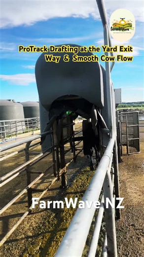 ProTrack Drafting at the Yard Exit Way & Smooth Cow Flow.