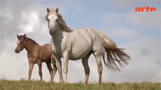 Le cheval, une passion irlandaise - Invitation au voyage - 23/03/2026 - Regarder le documentaire complet