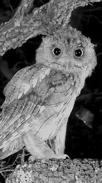 Scruffleheaded owls