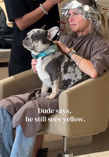 Salon Dog Behavior