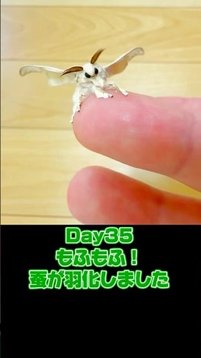 【感動】もふもふの蚕が羽化しました！よちよち歩きが可愛すぎる！