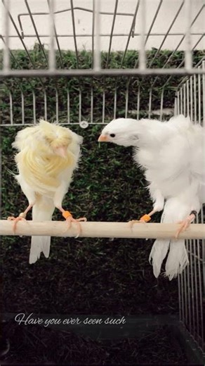Majestic Frill Canaries 🤍💛 Rare Curly Feather Beauty #Shorts
