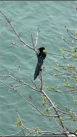 Meeting a Beautiful Magpie by the Sea | Nature Moments 🐦🌊