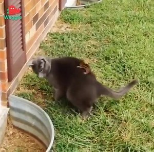 Where the hell!? 🤣😂 | "Challenge Accepted!"