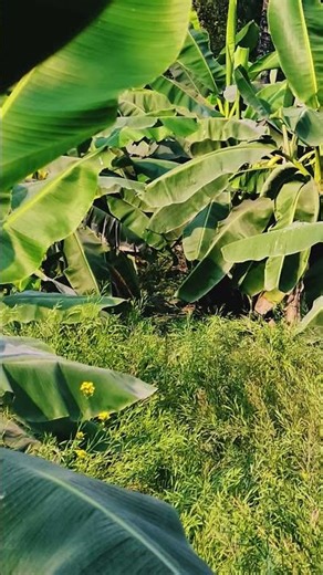 #arrahman #youtube ♥️♥️♥️ #voiceeffects #mrbest