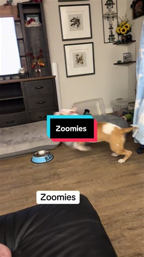 my_life_hubby_kids_dogs (@my_life_hubby_kids_dogs)’s videos with Happy Feels (NPC Life) - Trendify