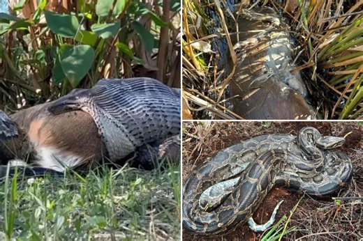 Greedy Burmese python pukes up an entire deer in Florida — as excited scientists look on: ‘Beautiful moment’