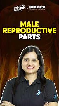 Male Reproductive Parts | Human Reproduction #neet2026 #humanreproduction #reproductive