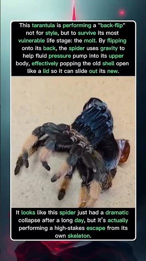 Spider Backflip Isn’t a Trick It’s Survival