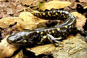 Plateau tiger salamander - Alchetron, the free social encyclopedia