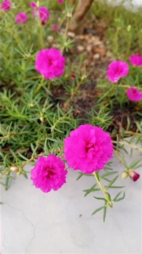 🌞 A Peaceful Morning Bloom – Pink Moss Roses
