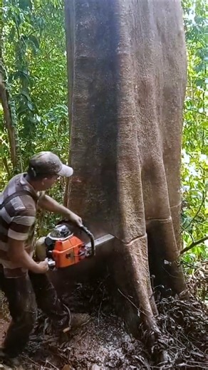 cutting down a large tree dramatically#wood#woodworking#shortvideo