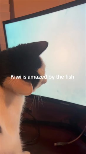 Kiwi the Cat's Fascinating Fishing Adventure