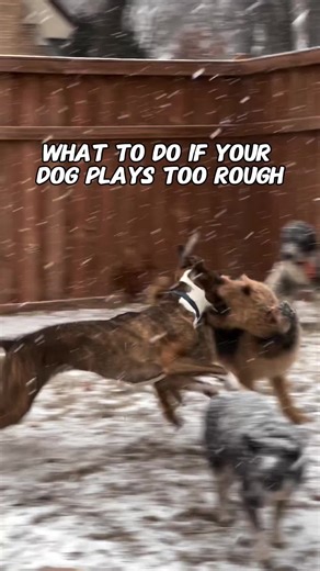 What to do if your dog plays too rough..🐶❤️ #dog #dogtraining #dogpsychology #dogfight