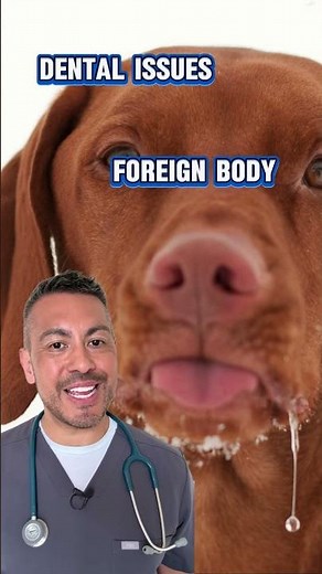 Why Is My Dog Suddenly Drooling? 💧 Vet Explains When to Worry
