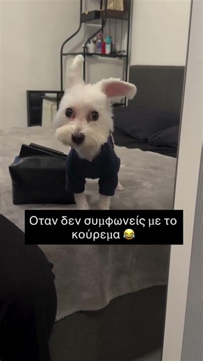 Οταν δεν συμφωνείς με το κούρεμα 😂 #κατοικιδια