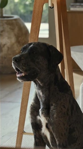 SILVERCREST | Îți face viața ușoară #kaufland #silvercrest